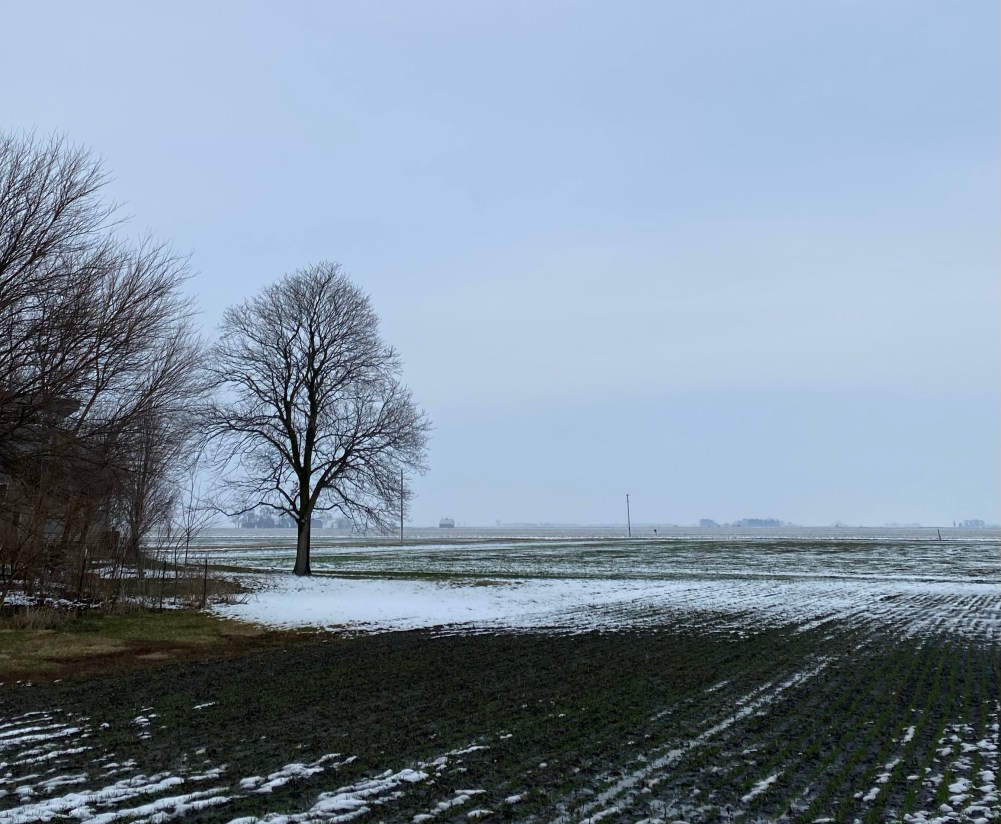 Winter wheat fields on open plains with patches of snow and patches of greening wheat. Large tree to the left and bushy trees far left.  Horizon flat. 