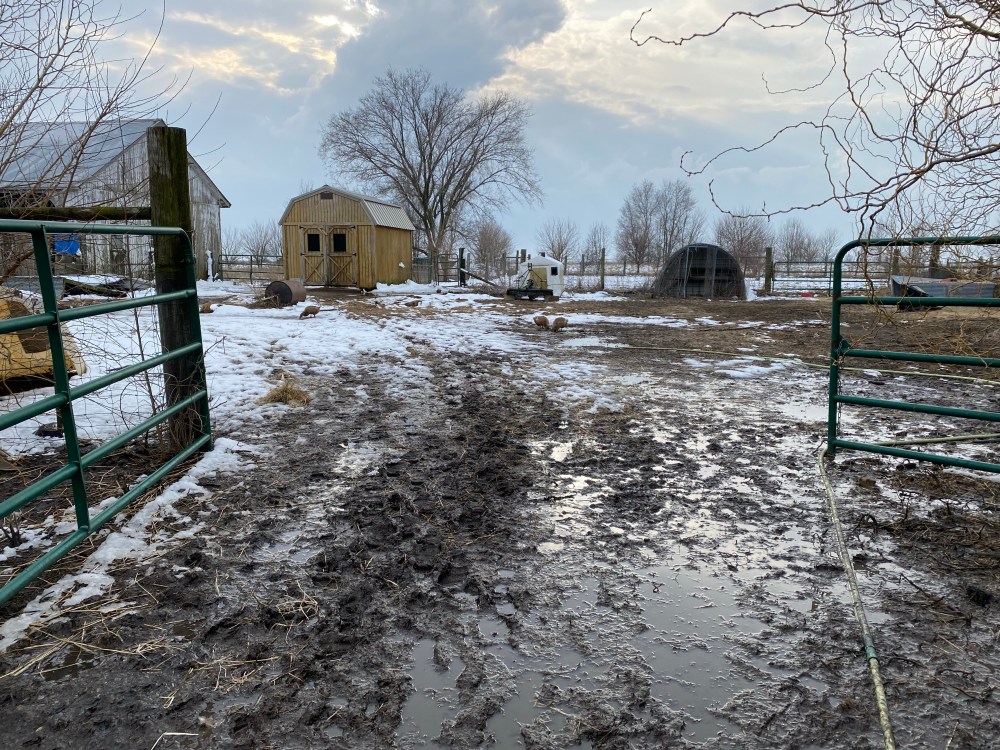 Winter farm scene. FarmYard with mud. Tracks of deep mud to Feed House.  Calf hut and metal animals shelters in the background