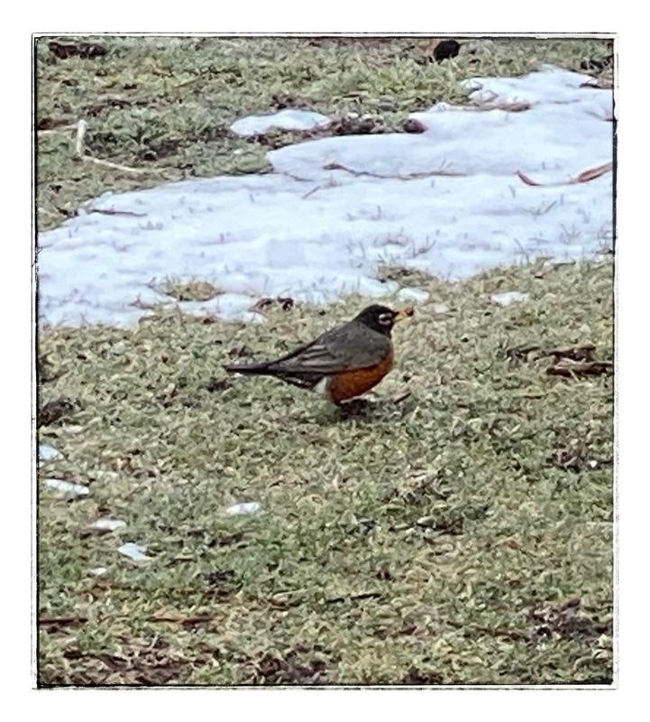 Robin Red Breast