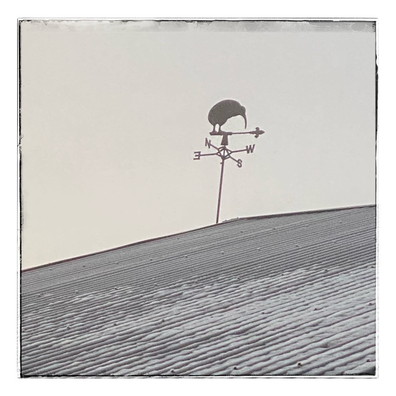 Kiwi weather vane