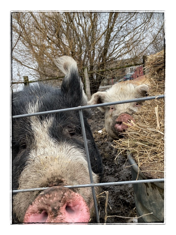 Two large hogs peering through hog panel. . Heads together. Black Berkshire on the left. brown and white Hereford on the right. Winter willow trees behind. 