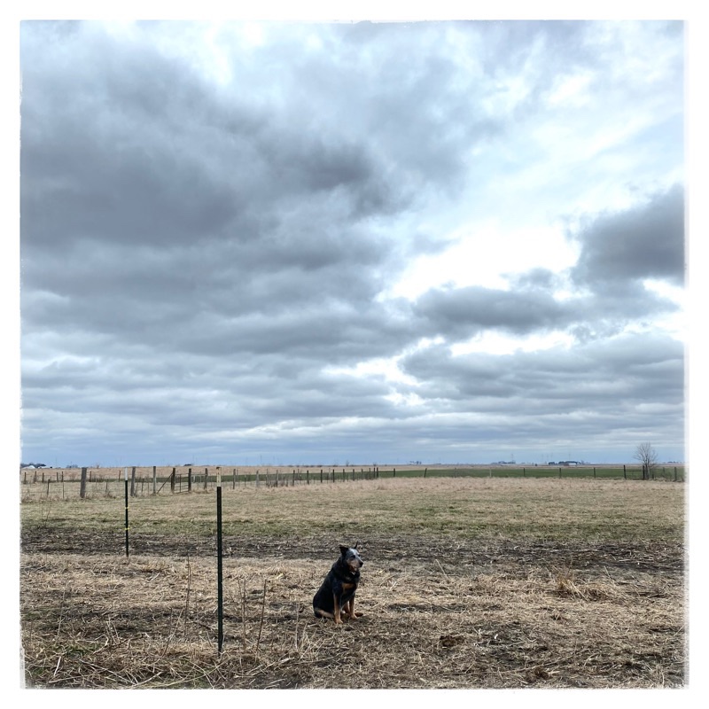 Farm dog sitting in empty winter field. Large cloudy sky above. Horizon flat.  