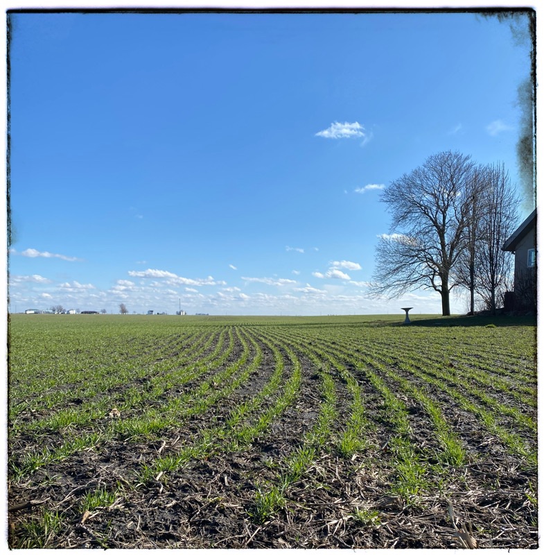 Illinois wheat fields in March. 