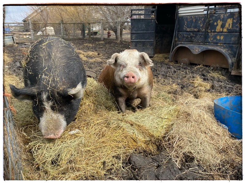 Jude and FreeBee, rescue pigs, in their muddy and straw-filled run. Screen Left is Jude who is a Berkshire. Screen Right it FreeBee, Hereford. 