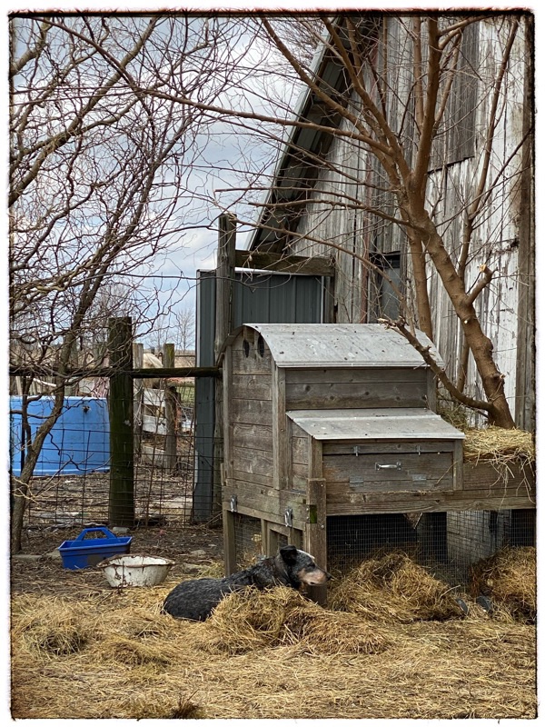 Blue Heeler cross (Boo) guarding the chicken house. 