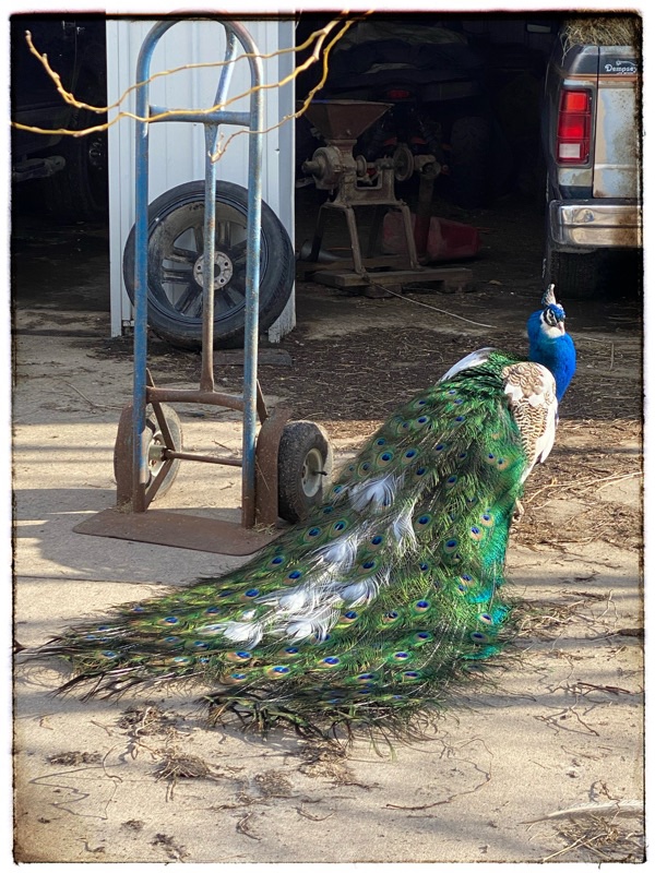 Blue Peacock with very long tail. Feathers green blue and white. 