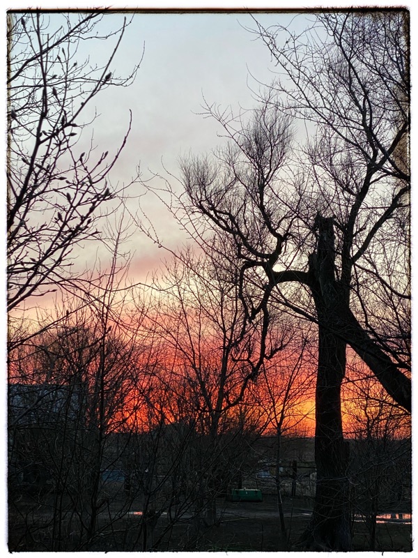 Red and orange sunset through silhouette of trees. 