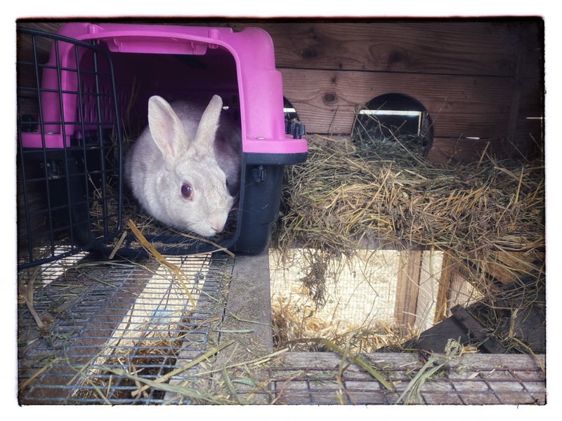 White/Silver rabbit in little pink carry cage. Placed inside wooden rabbit hutch. 