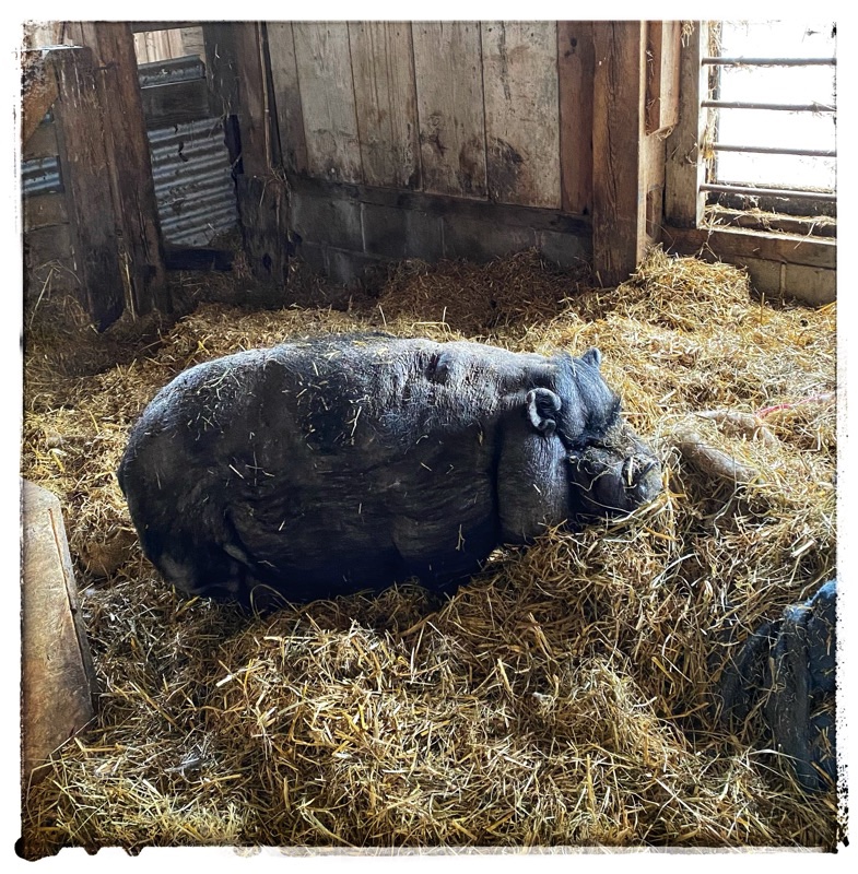 WaiWai the rescue potbelly in a deep bed of dry straw getting ready for bed. 