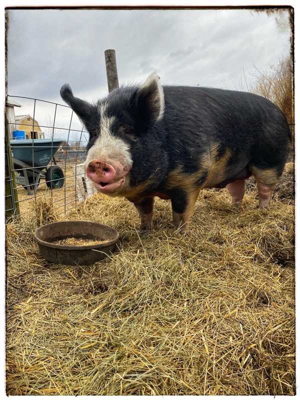 Huge 5 year old male Berkshire hog smiling to the camera. 
