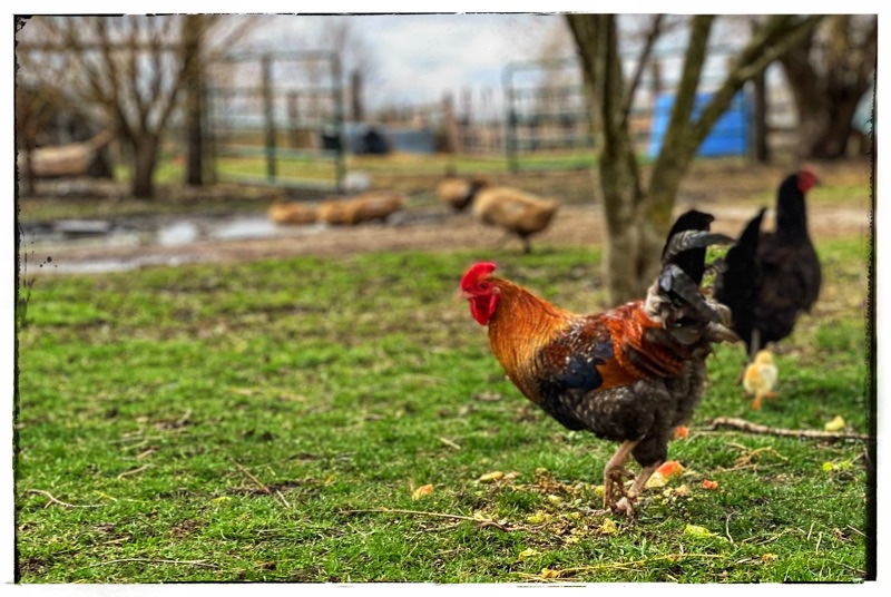 Brightly coloured Rooster in foreground with Hen and Chick in the background. 