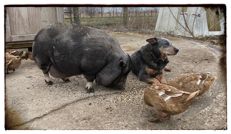 Nanny Boo the self appointed Guardian Dog