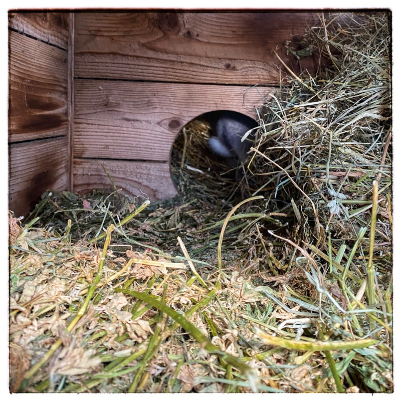 Just the tail of a bunny as it disappears into the back room of its wooden hutch lines with hay, 