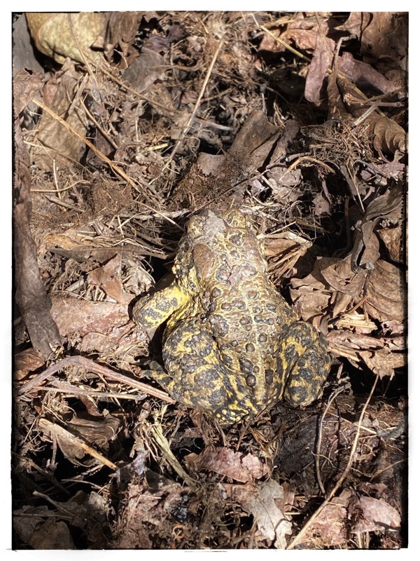 The American toad (Anaxyrus Americanus). Just out of hibernation. Camouflaged in dead leaves.