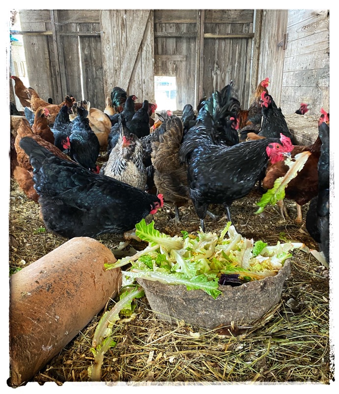 Chickens eating fresh vegetables. 