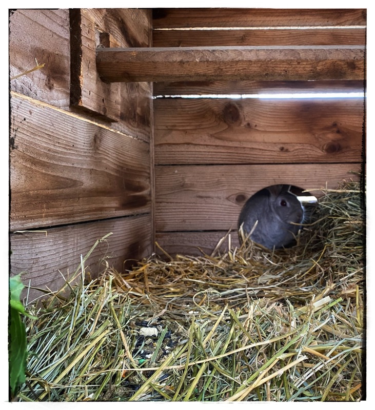 Silver rabbit seen through the hole in her hutch.