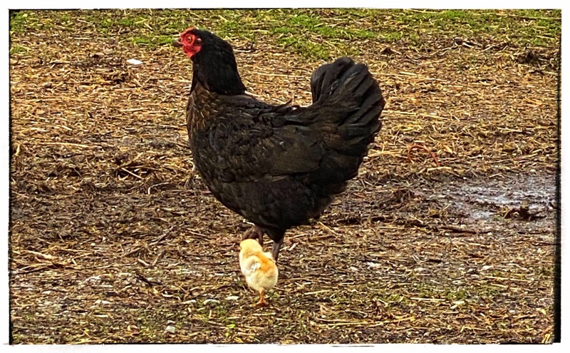 Do You See What I see? The First Spring&nbsp;Chick!