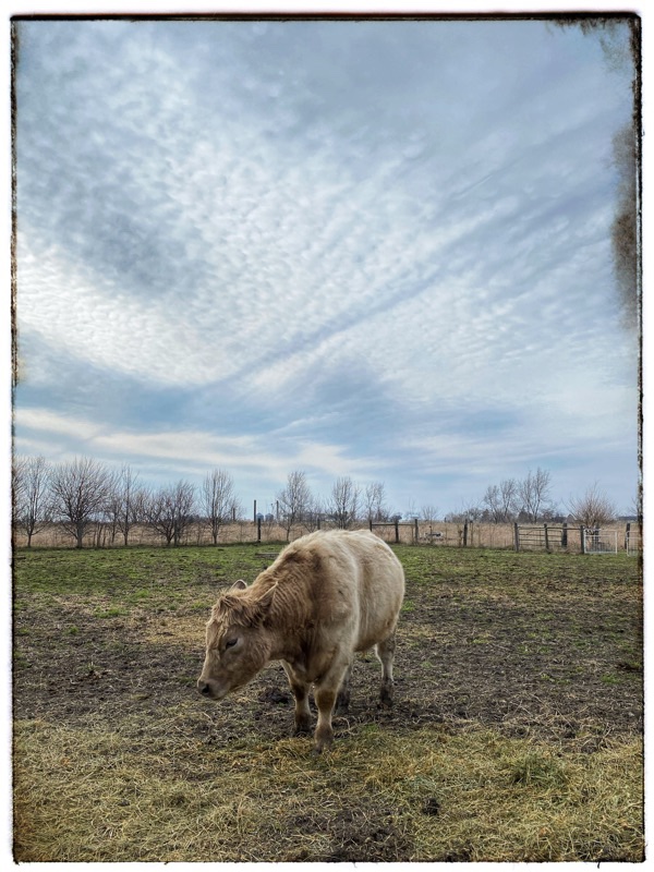 Golden white cow in winter field with big sky behind.