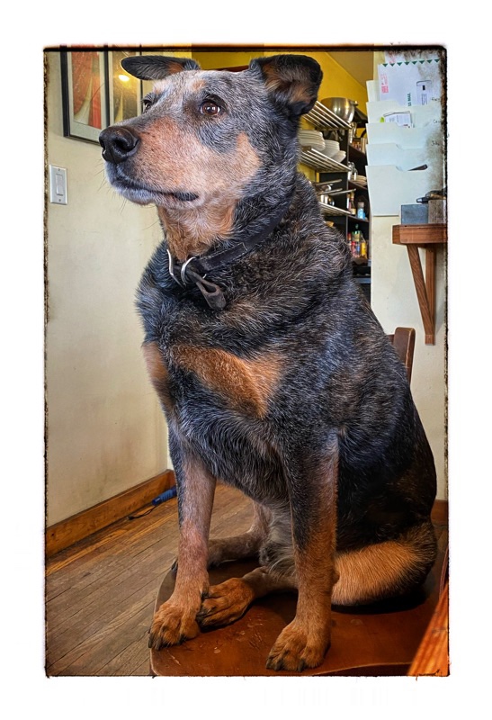 BooBoo. A Blue Heeler/Australian sheep dog  cross sitting on a chair looking off camera