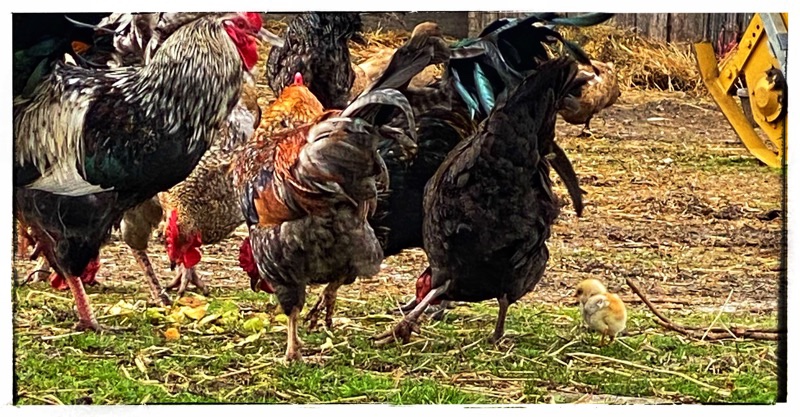 Medly of Brightly coloured Roosters in foreground with Hen and Chick in and old wooden barn siding as background