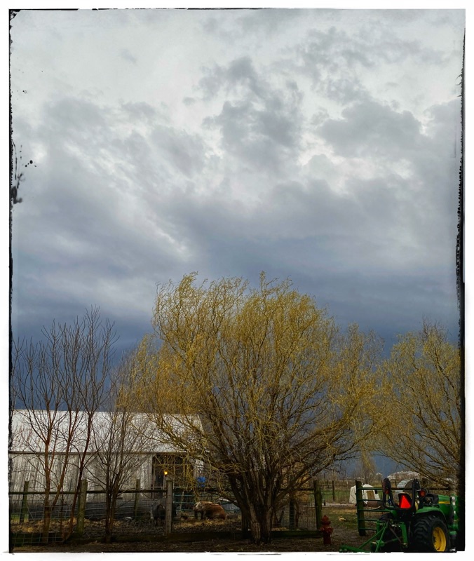 white barn room with black storm clouds behind and willow just coming into leaf in the foreground. FreeBee the mature Hereford Hog sitting in the middle. John Deere partially seen tractor off to the right side. 