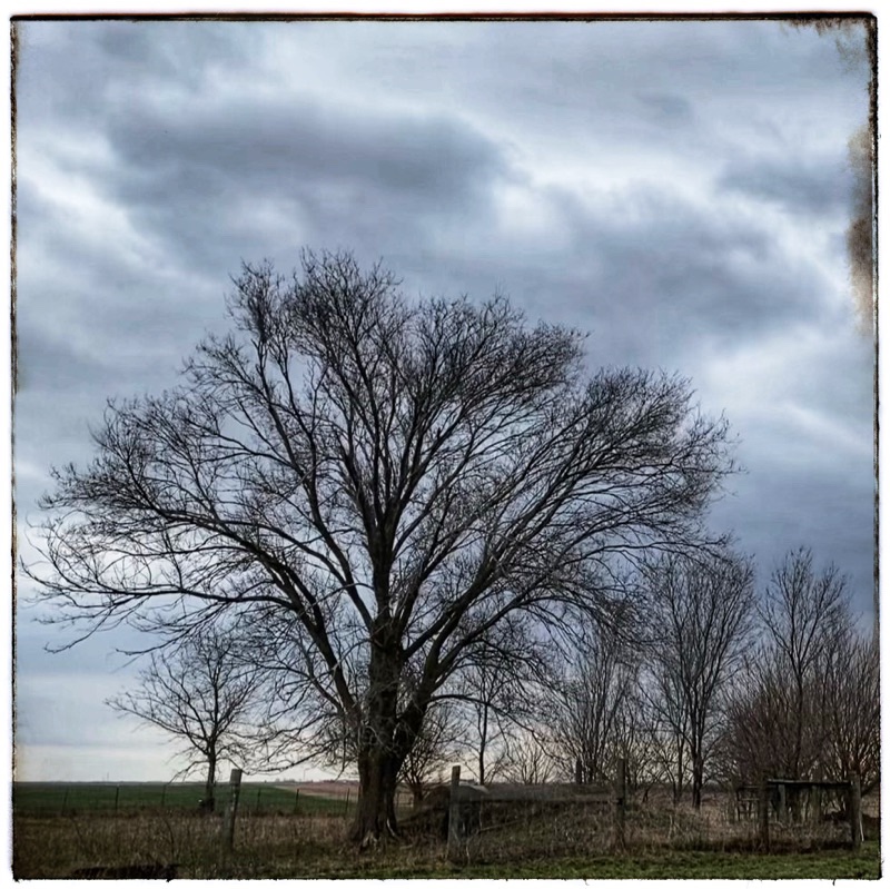 Silhouette of winter tree against stormy cloud filled skies. 