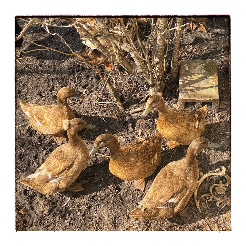 5 brown ducks from above. Milling under a bush. 