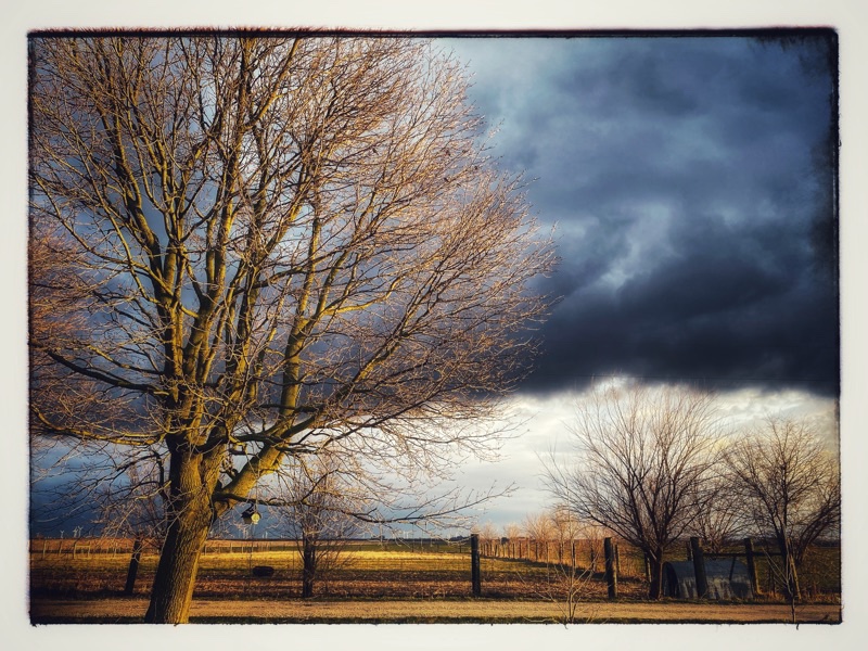 Storm clouds lit by a shaft of low morning light. Winter Tree in foregound highlighted by morning sun. Black storm-clouds up behind. 