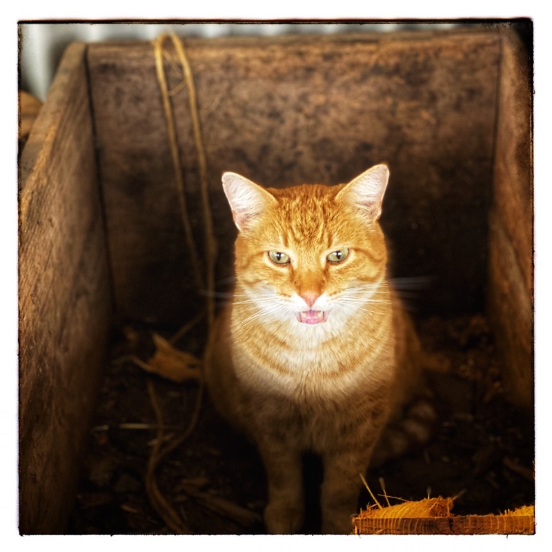 Orange cat sitting in a big wooden box meeowing straight to the camera. 