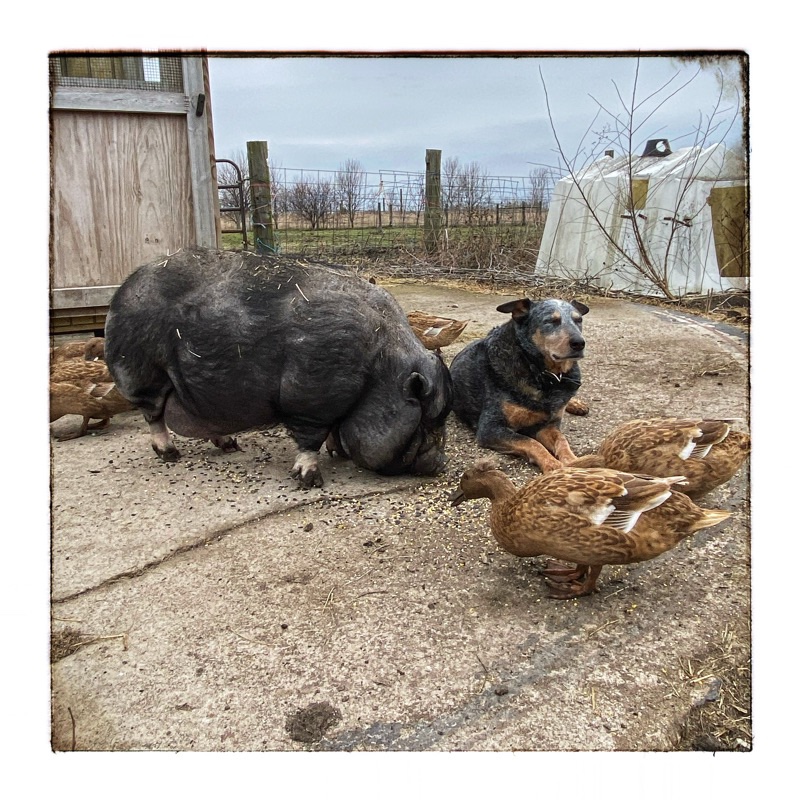 Rescue pot belly eating grain with brown ducks guarded by Blue Heeler/ Australian CattleDog named BooBoo 