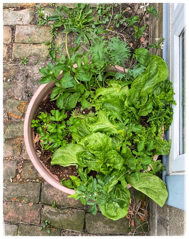 Mixed Salad greens growing in a pot. 