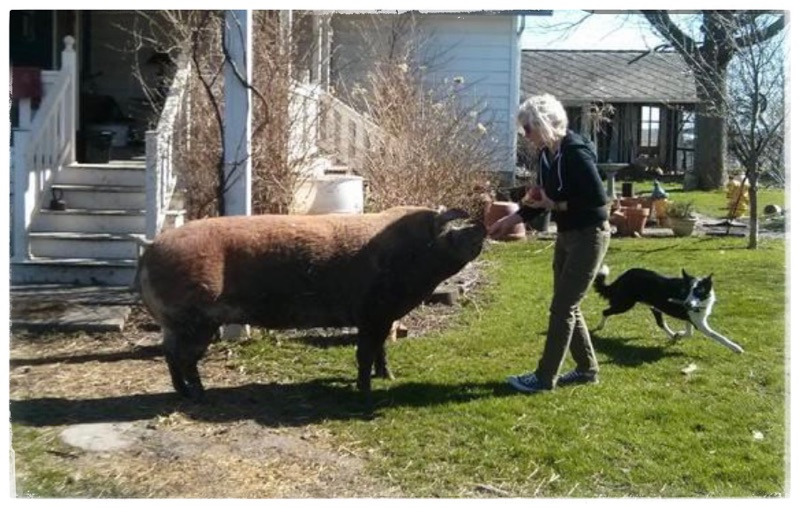 Large mature red Hereford Sow with Blond haired woman farmer. The hog comes up to her waist. 