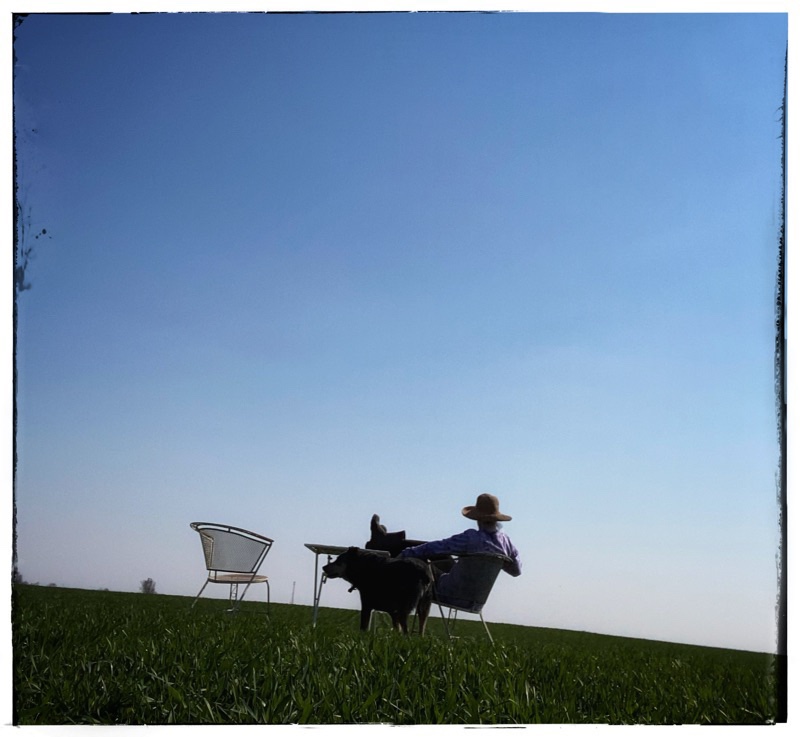 Woman farmer from behind resting in a cast-iron chair in field of wheat. Outlined on the horizon. Her dog  and greening wheat in the foreground