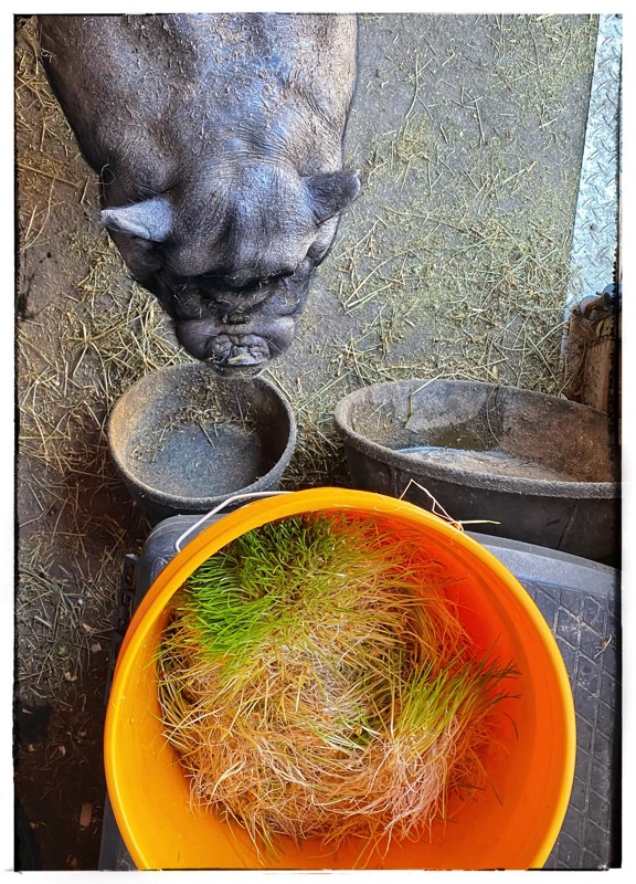 Head of a pot belly pig - Wai - looking at empty feeding bowls and bucket of torn up sprouts. 