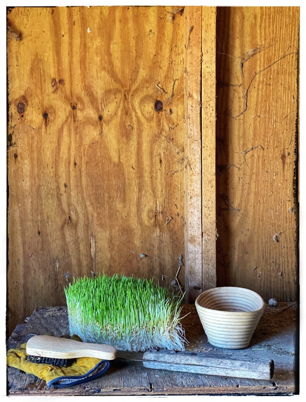 Sprouts on work bench with basket to their right. Machete and brush and glove in the foreground