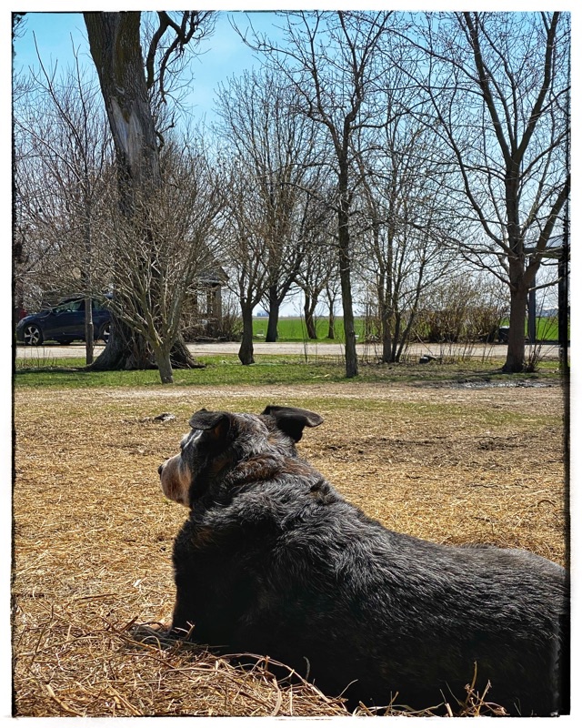 BooBoo the Blue Heeler cross laying down outside the barn doors looking off into the tree lined farm yard. 