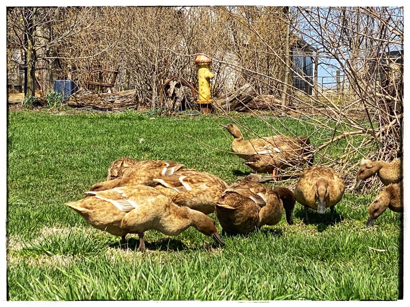 brown ducks eating grass and chasing bugs in the farmyard. 