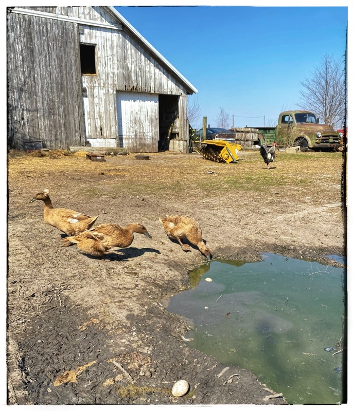 Brown Ducks around a dirty puddle that they have laid their eggs in. 