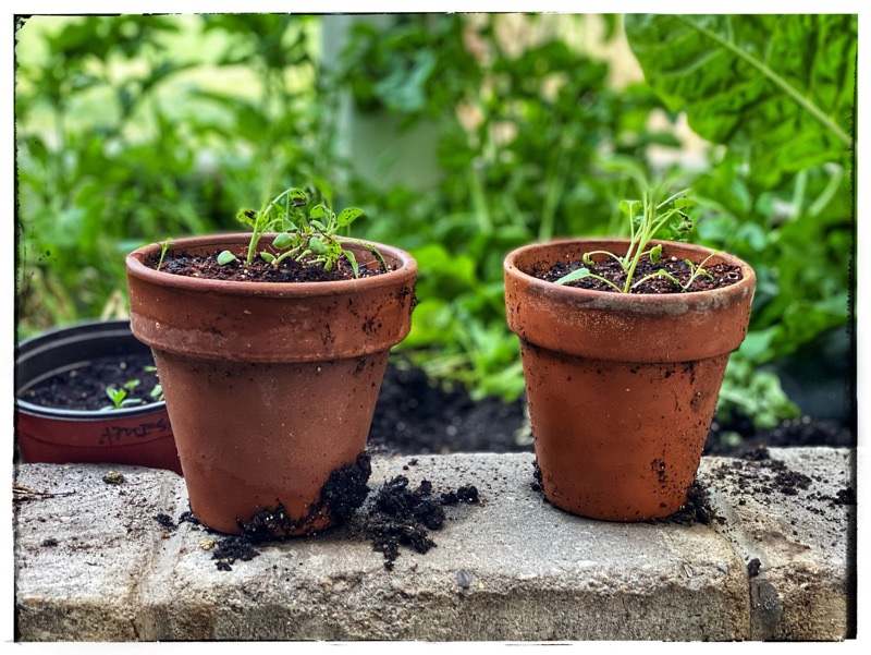 Two terracota pots on a ledge in the glasshouse with tiny struggling sage plants.  In the background is greenery. 