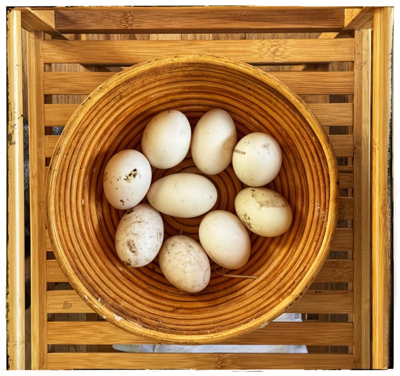 Ten dirty white duck eggs in a round banneton basket on a slatted shelf. 