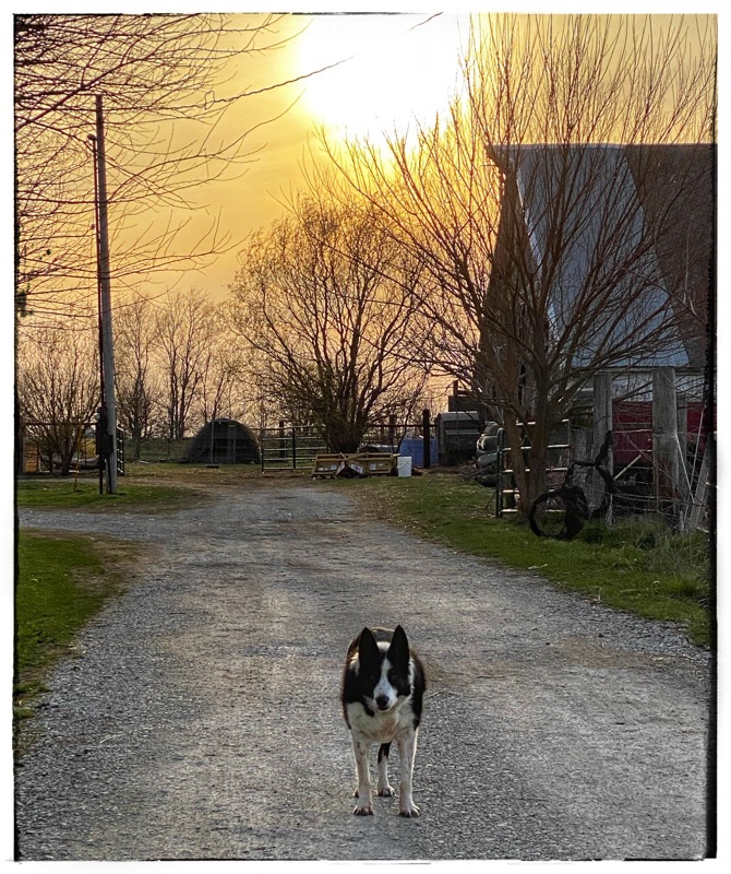 TonTn and old border collie, standing in the track looking at the camera with an old barn and a sunset behind him. 