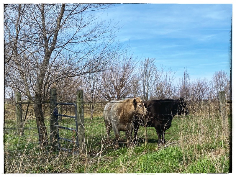 Two cows one white one black both looking to the right. In scrubby field with blue sky behind. 