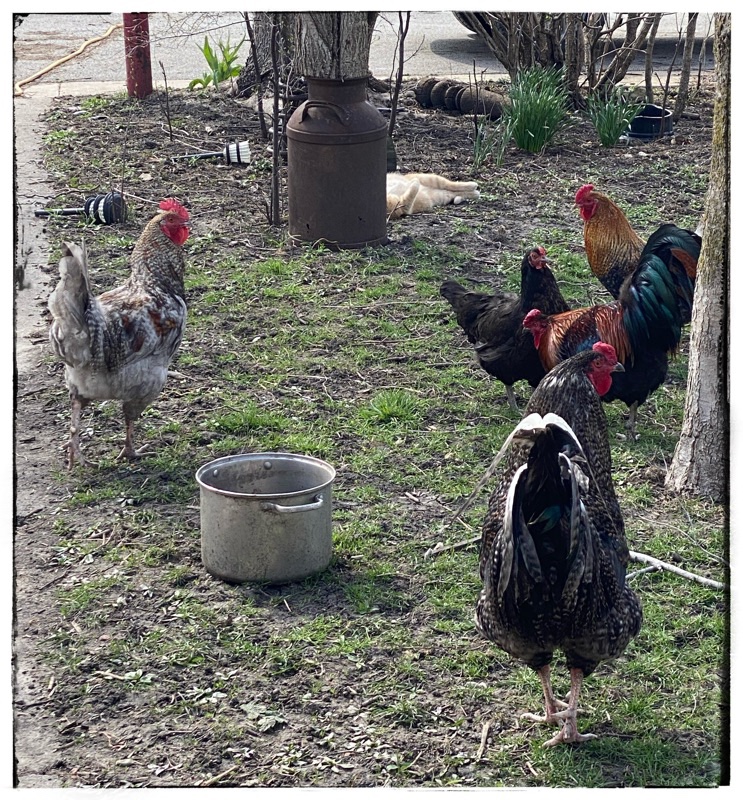 Cat lying partially hidden in the garden. On his back. Preparing to leap up and scare the 5 roosters who are watching him. 