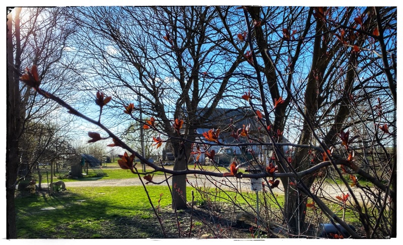 Old barn through trees without leaves, green grass and one horizontal branch in the foreground showing spring growth. 