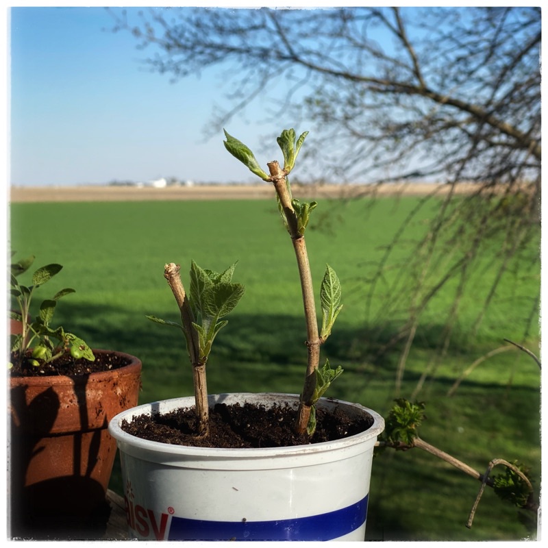 Two Hydrangea cuttings.