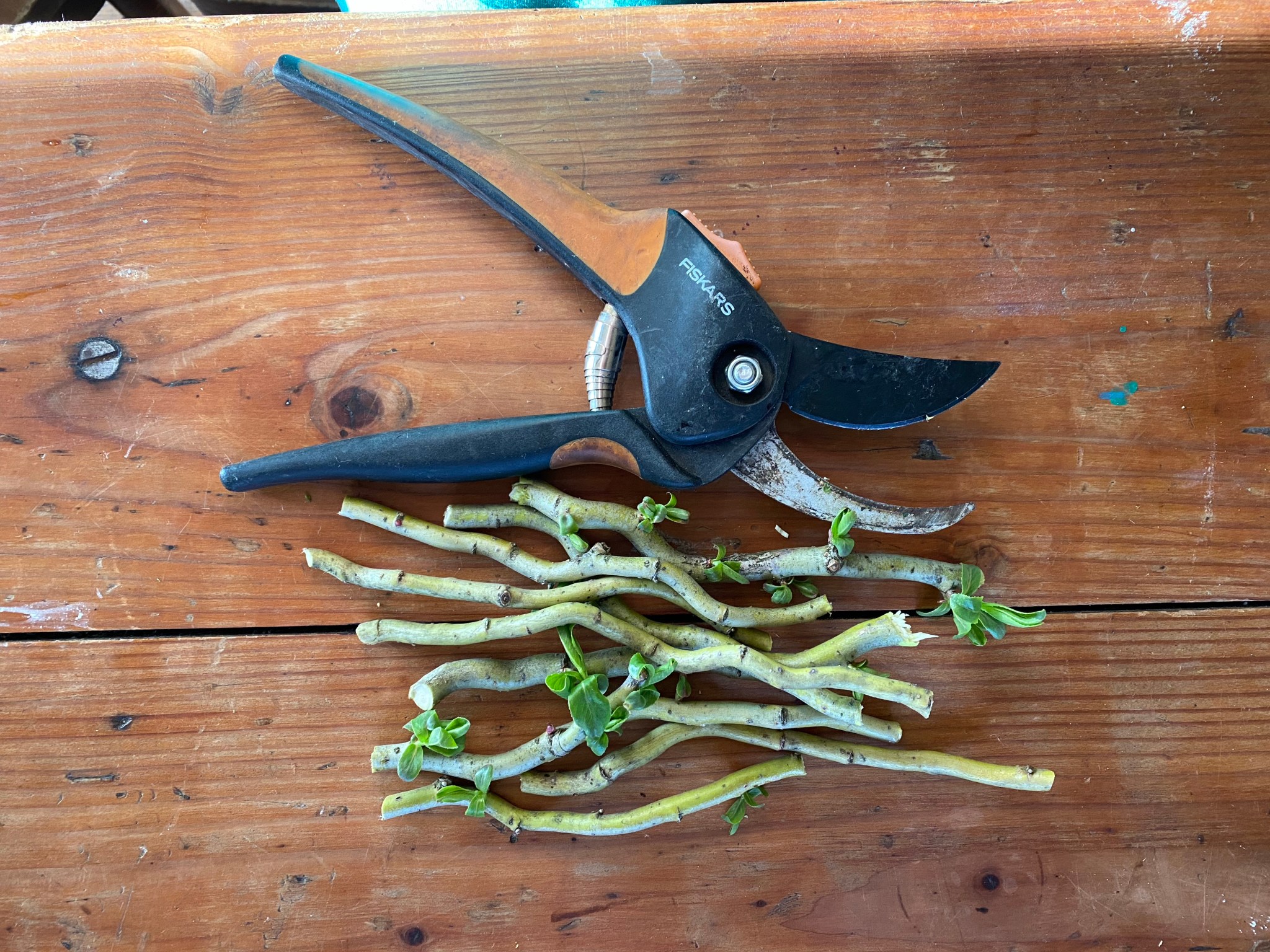 How to make Willow Water Rooting Hormone – The Kitchen's Garden