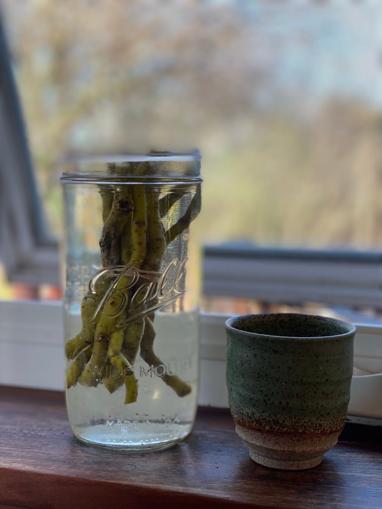 Willow rooting hormone. Willow sticks in jar of hot water.