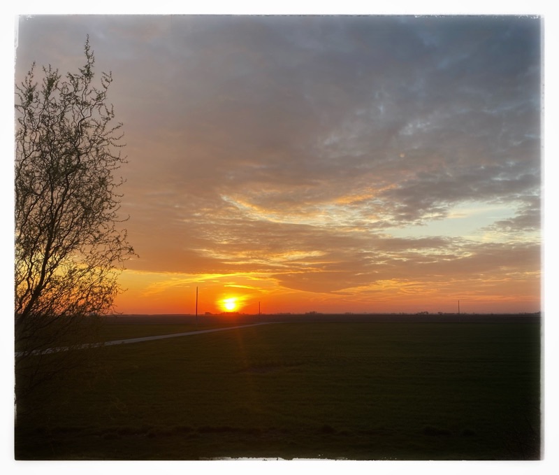 Sunrise over the flat wheat fields. Tree in foreground. Indistinct track running at an angle lower screen left. 