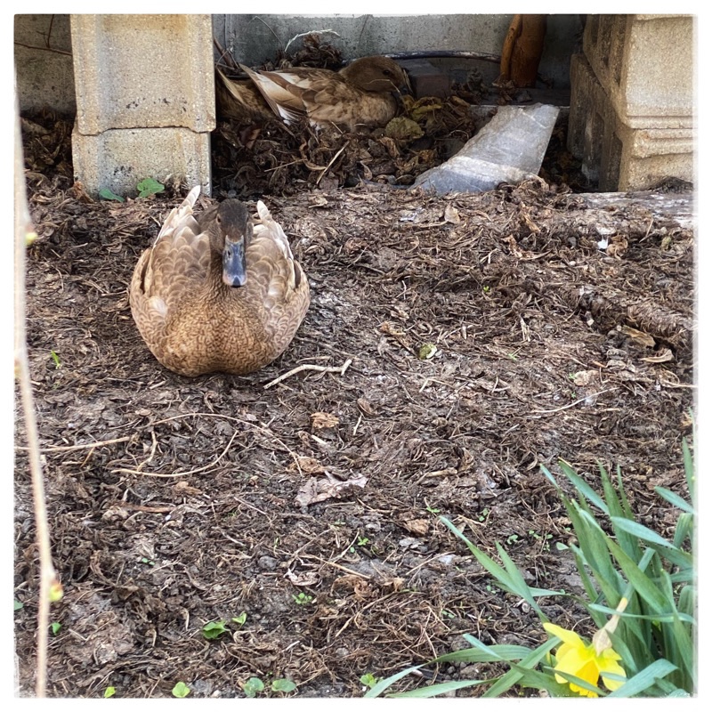 Brown duck on nest made of brown leaves, between cement blocks, duck in foreground staring straight to camera.  Daffodil bottom left of screen