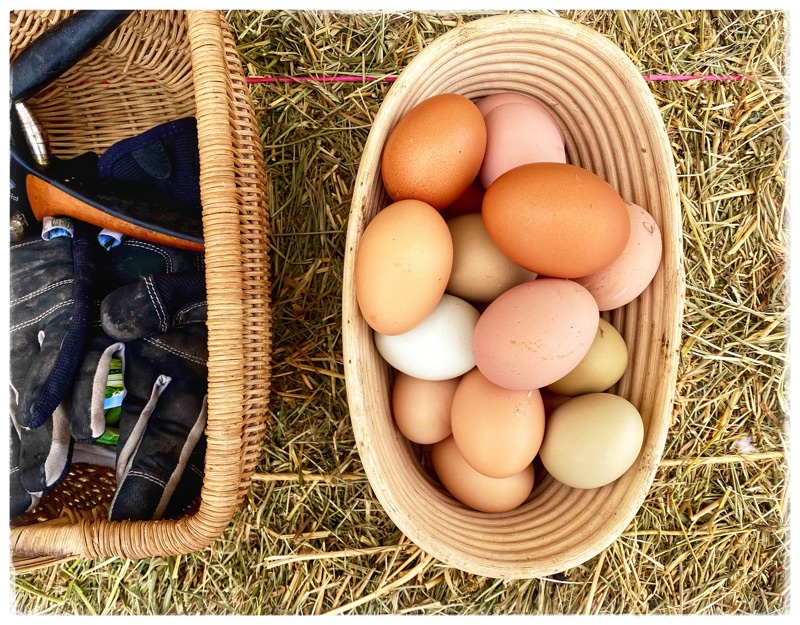 Oval Rattan bowl of eggs in shades of brown. 
